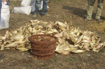 rievocazone della scartocciatura e sgranatura del granturco