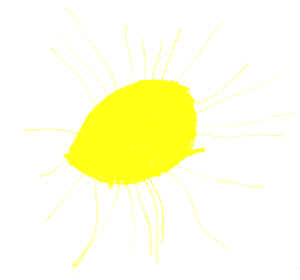 disegno del sole 