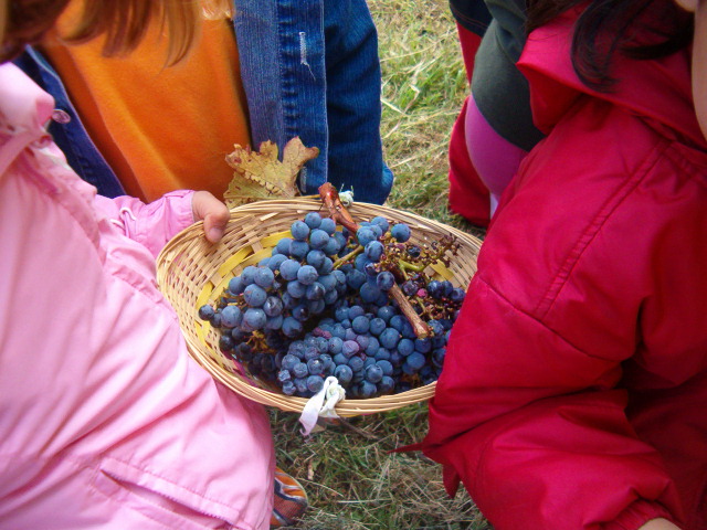 Foto del cestino pieno d'uva