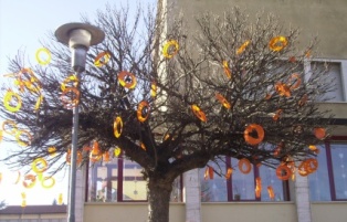 albero arancio