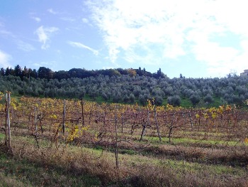 la vigna e l'uliveto