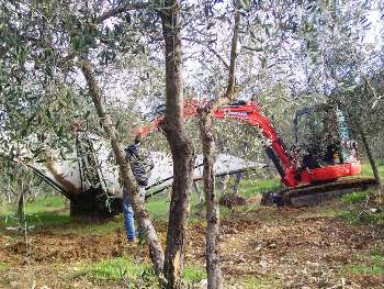 la raccolta delle olive con le macchine