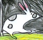 disegno: il coniglio