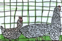 disegno: le galline