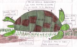 tartaruga:disegno e descrizione caratteristiche fisiche