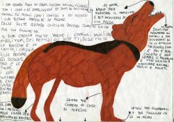 lupo: disegno, descrizione e testo