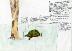tartaruga: disegno, descrizione e testo