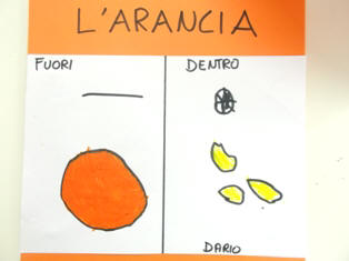 disegni e le verbalizzazioni dell'osservazione dell'arancia