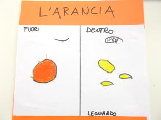 disegni e le verbalizzazioni dell'osservazione dell'arancia