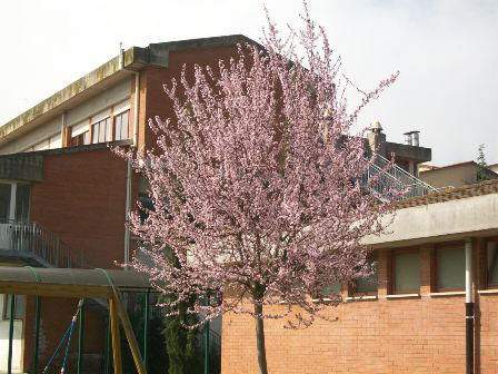 foto dell'albero in fiore nel giardino della scuola