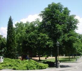 foto albero in estate