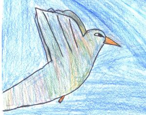 colibr, disegno