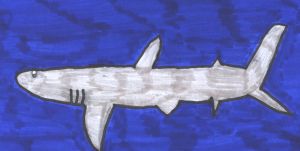 squalo, disegno