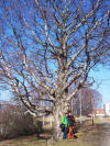 the old birch